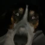Saul Hernandez Profile Picture